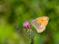 Kleines Wiesenvögelchen oder Kleiner Heufalter auf Blüte